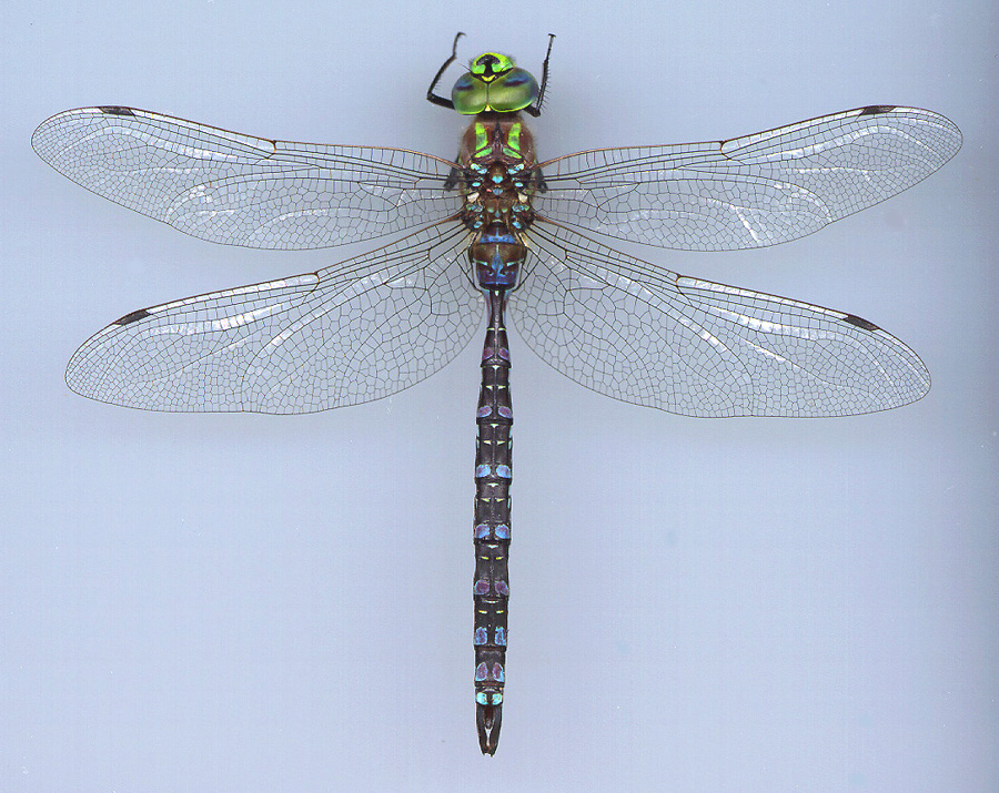 Lance-tipped Darner