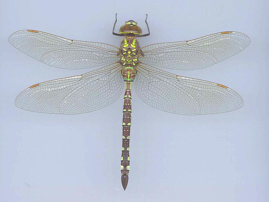 Lance-tipped Darner