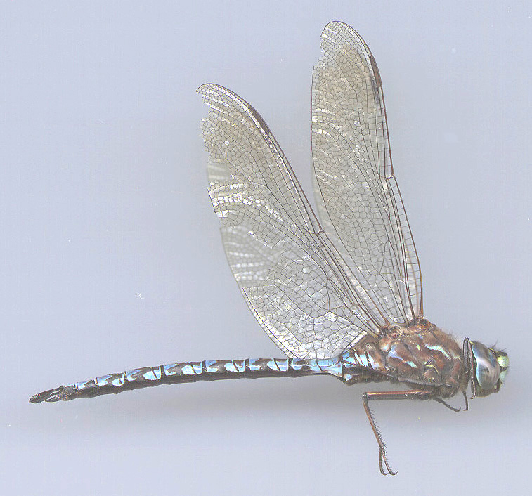 Zigzag Darner