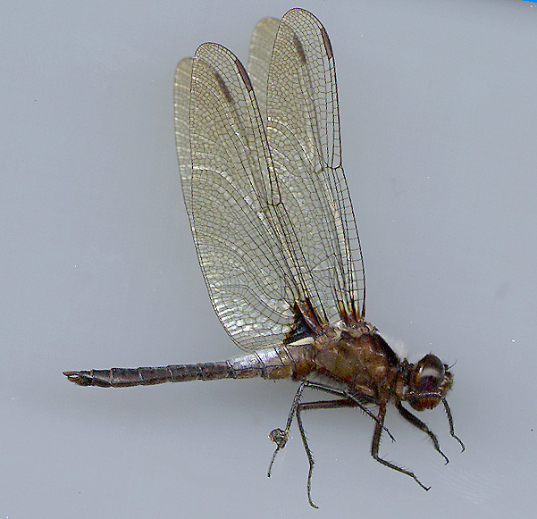 Chalk-fronted Corporal