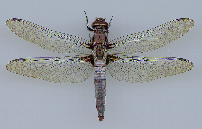 Chalk-fronted Corporal