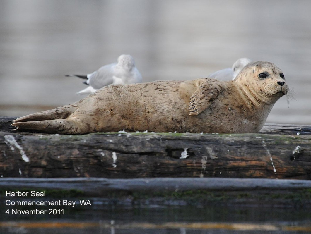 Harbor Seal