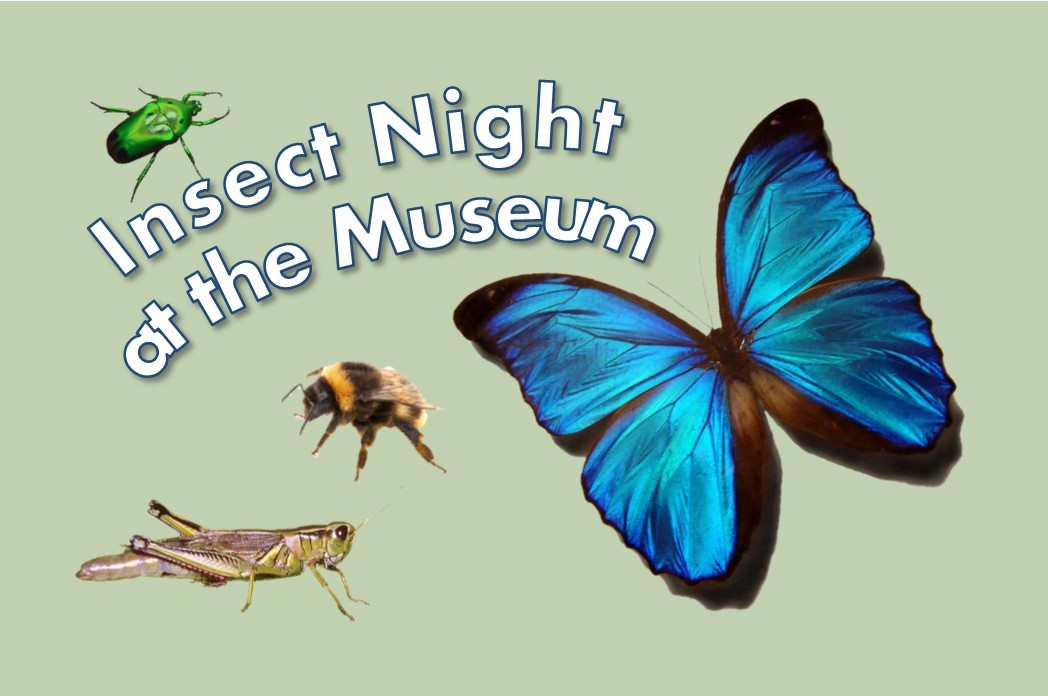 Insect Night at the Museum event poster