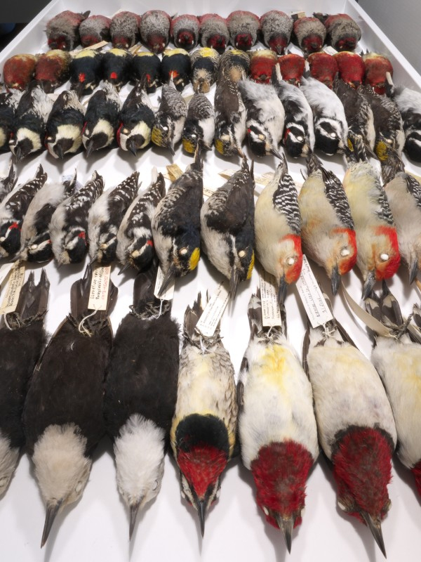 Rows of bird specimens
