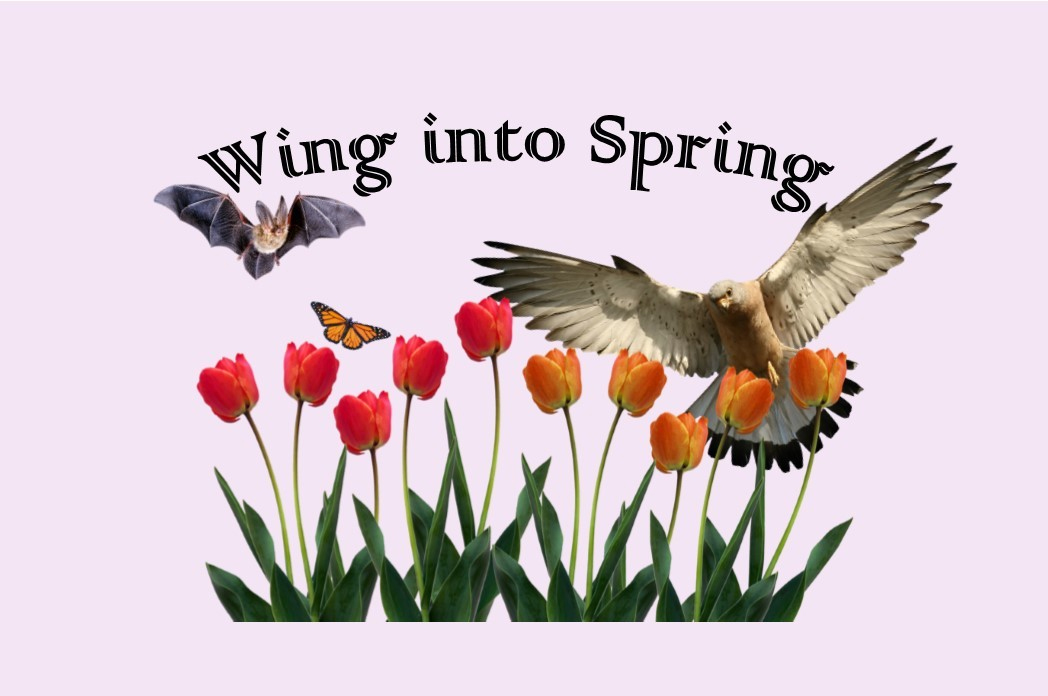 Wing into Spring event poster