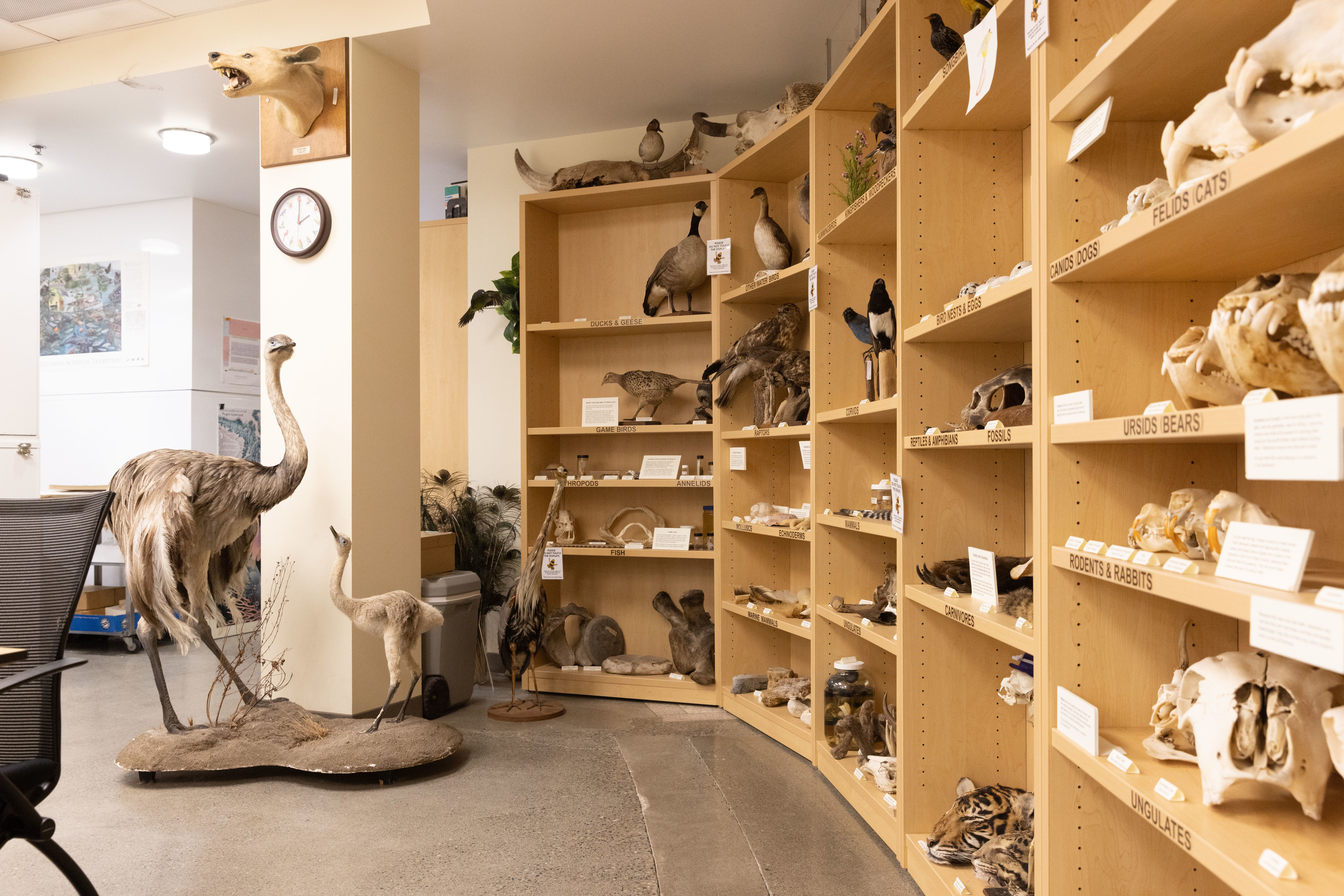 Interior of the Puget Sound Museum of Natural History.