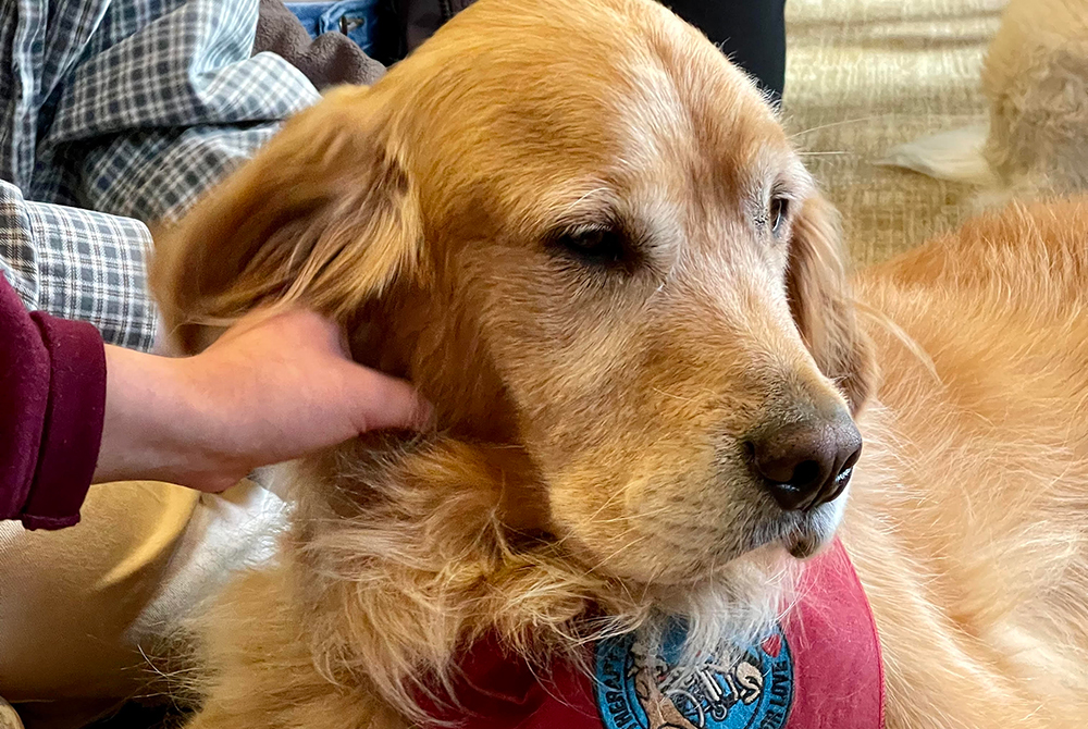 Golden retrievers, Henry