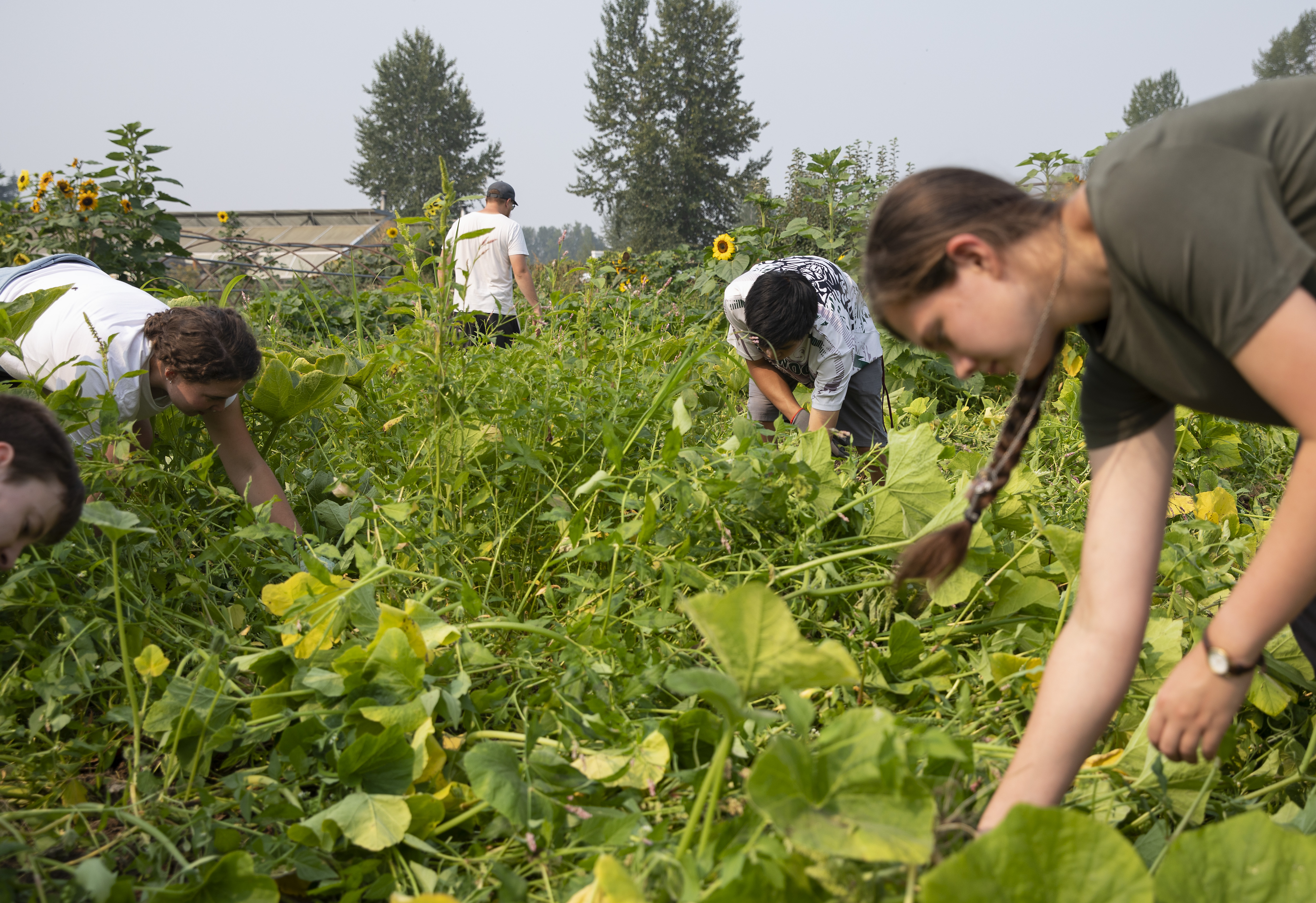 Students working in a garden farm
