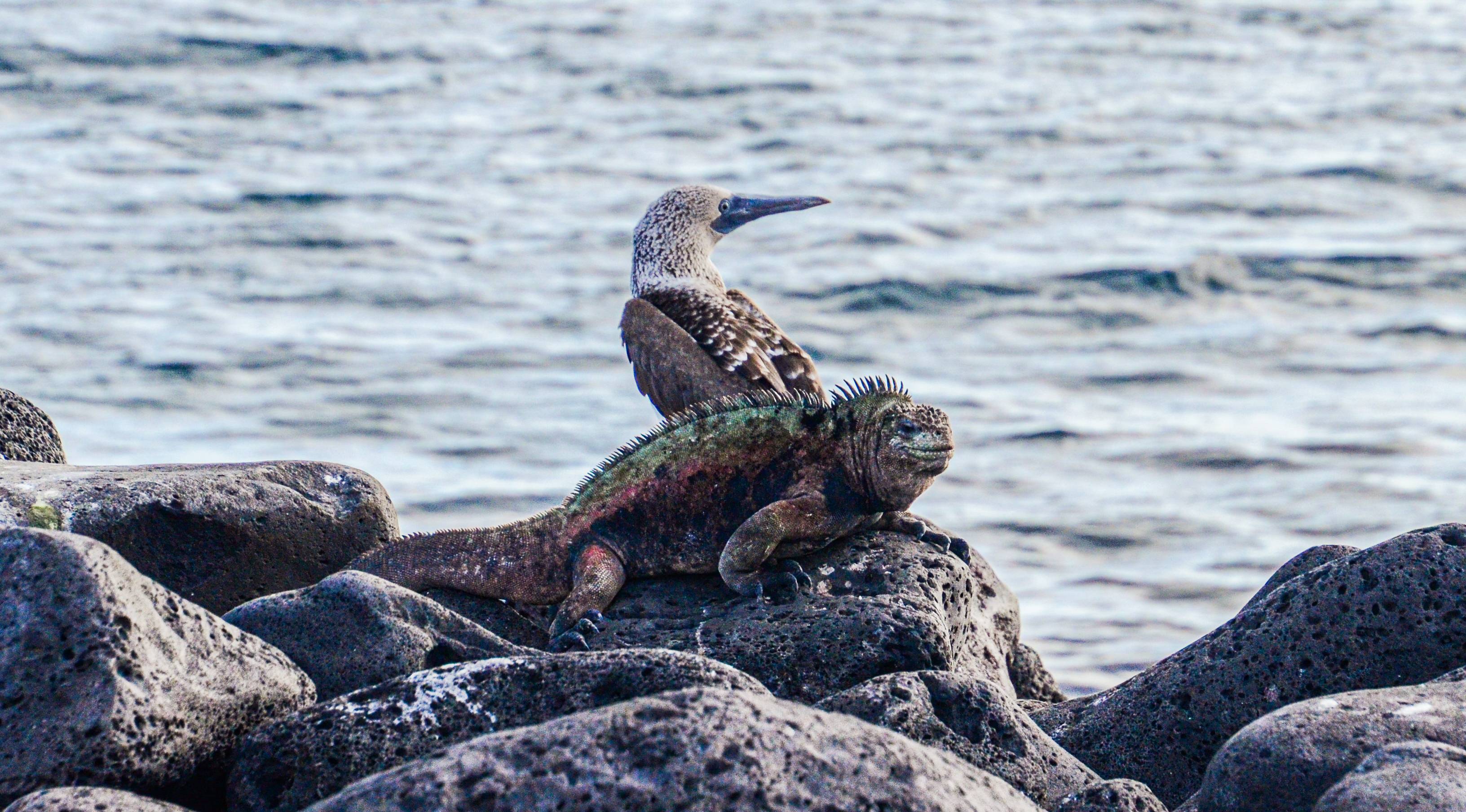 A student photo of a blue-footed booby and a marine iguana in the Galapagos Islands.