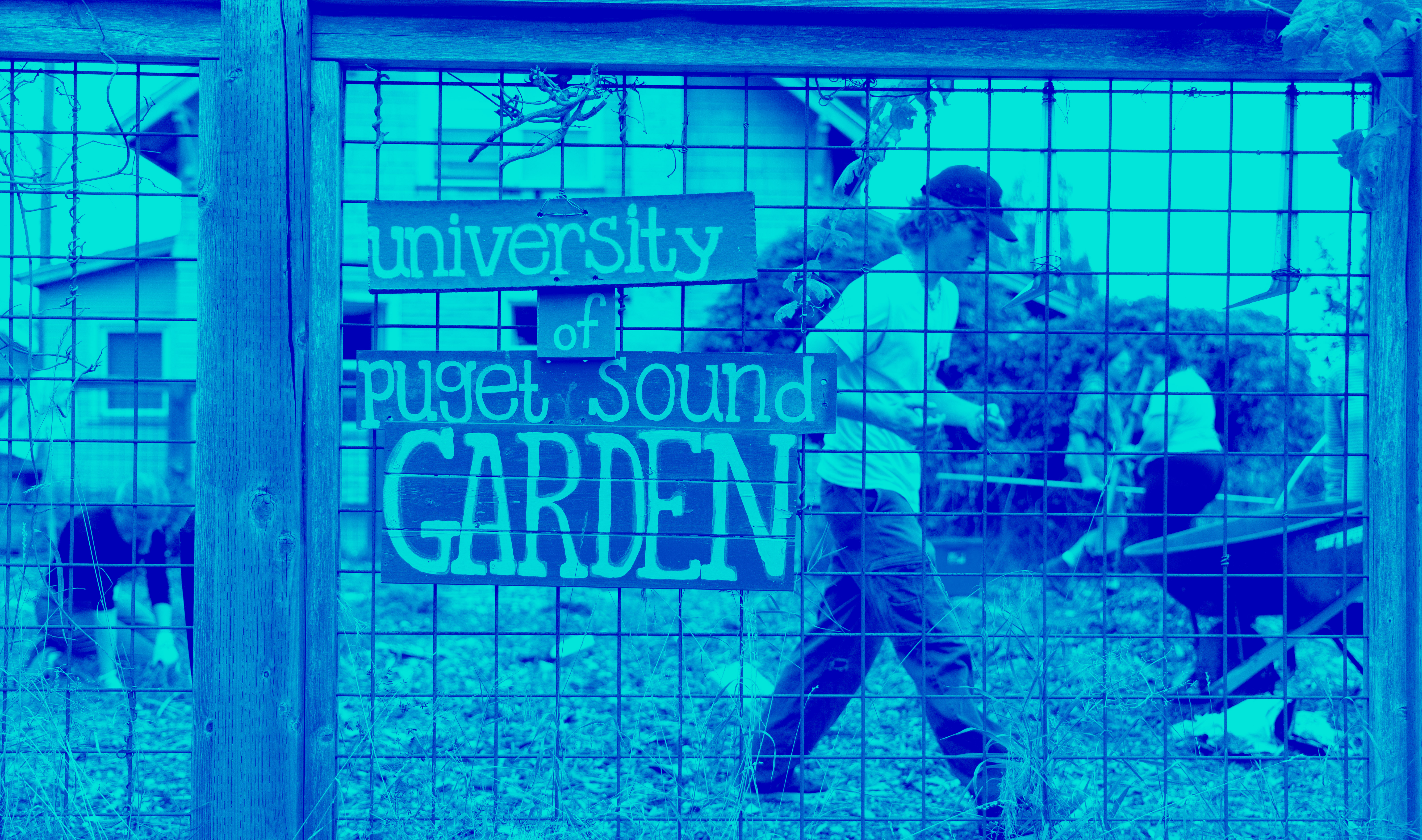 Picture of students working in a garden with a sign that says "University of Puget Sound Garden."