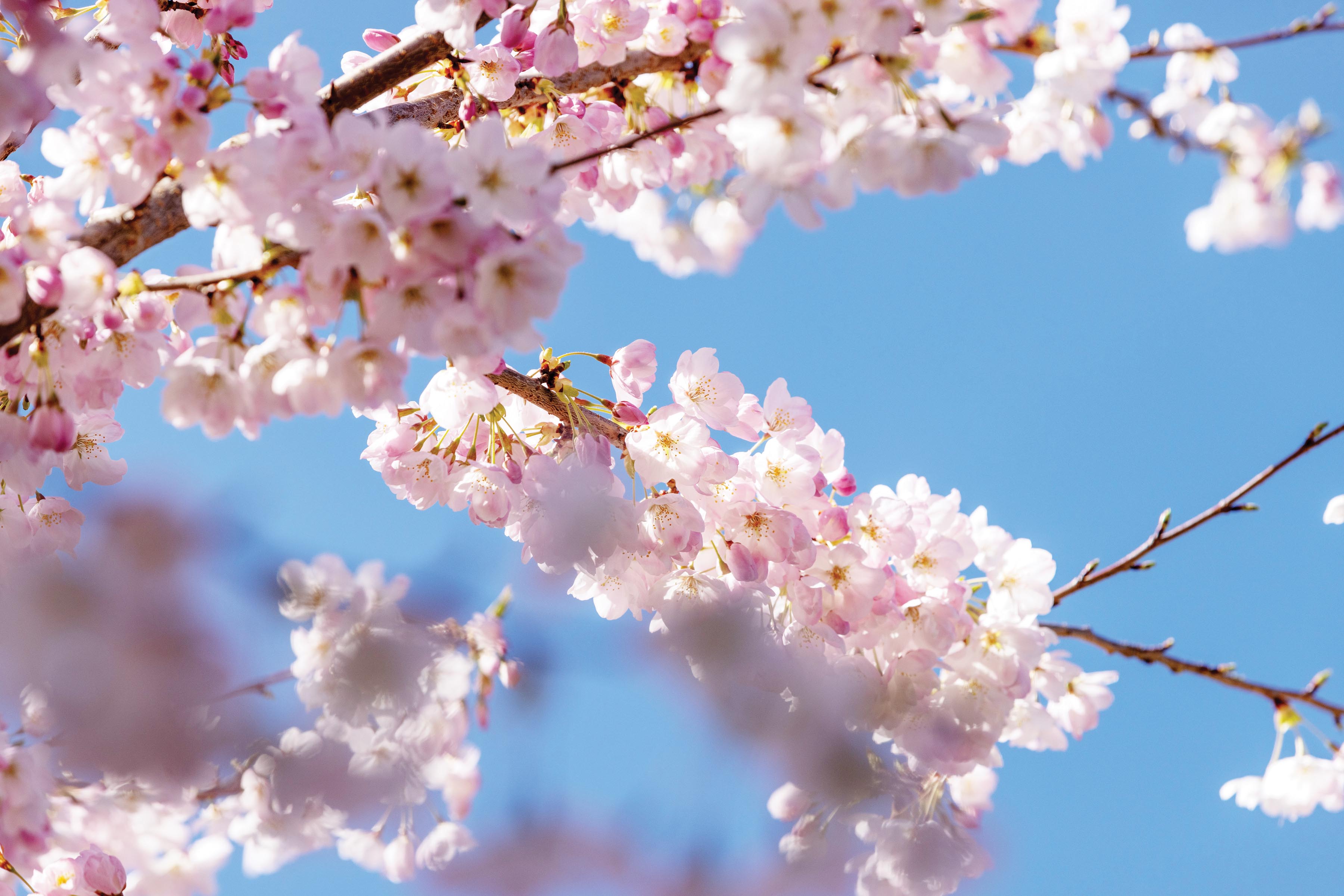 Cherry blossoms on campus