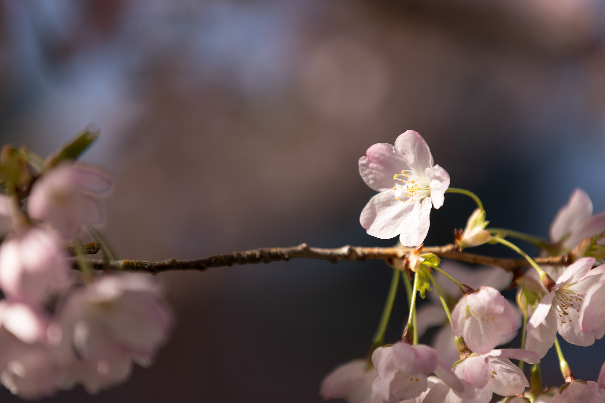 Cherry blossom on campus.