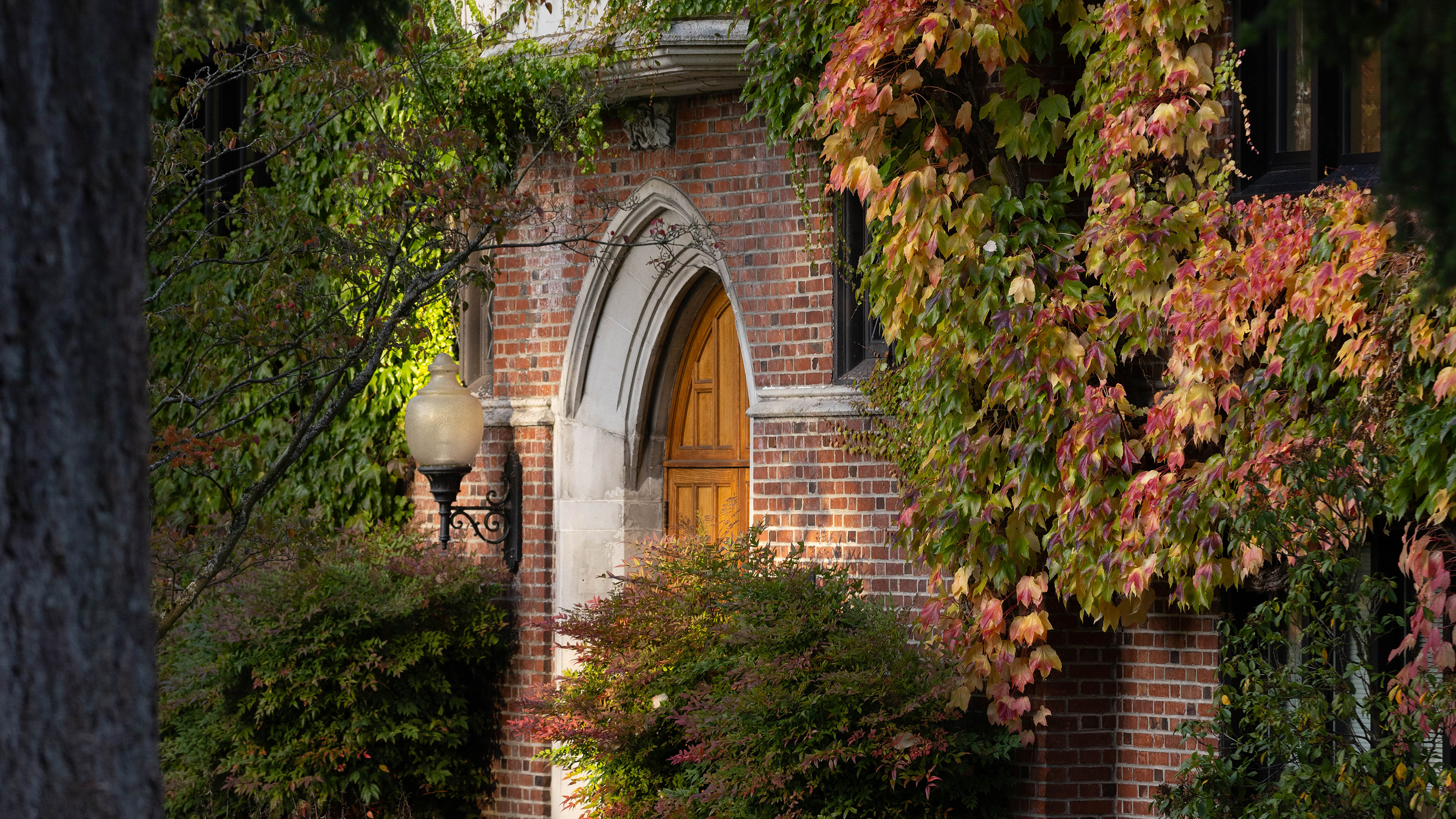 Ivy on brick in the fall.
