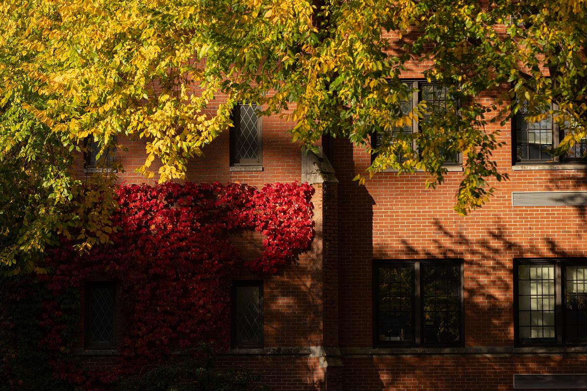 vines on a red brick building