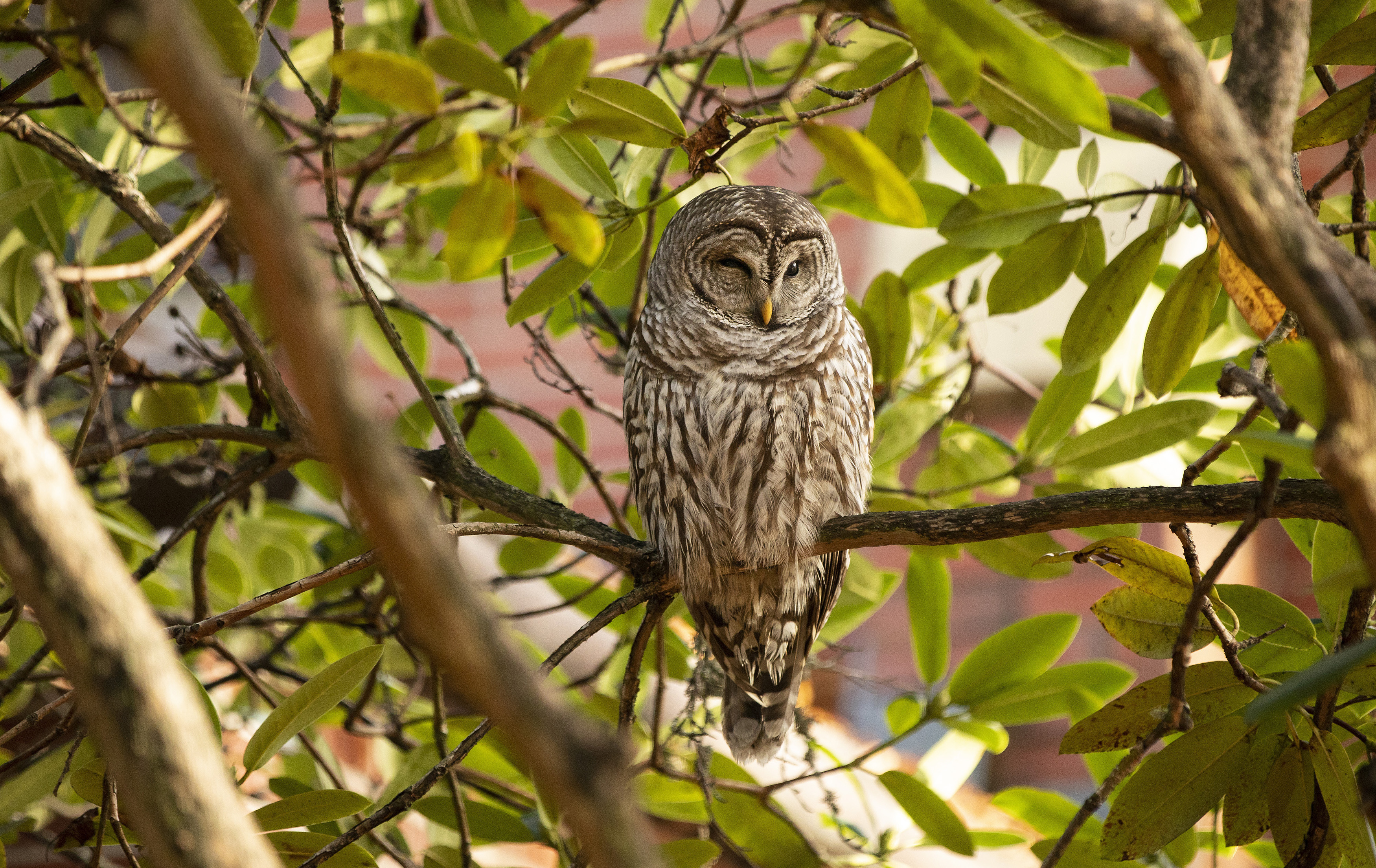 Barred owl on campus