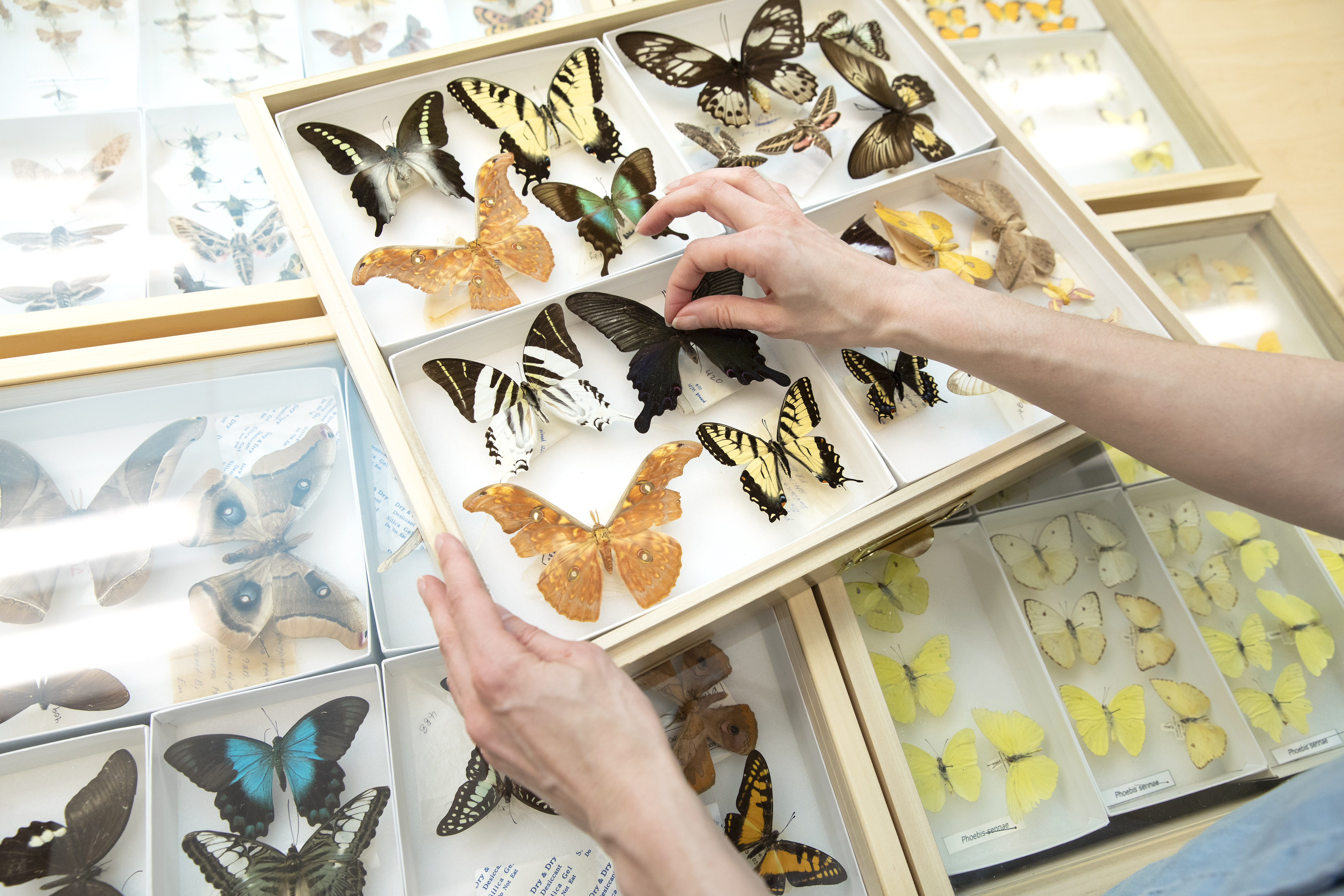 A docent works with specimens in the butterfly collection in the Puget Sound Museum of Natural History.