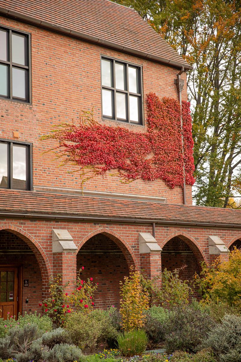 Ivy crawling up a red brick. 
