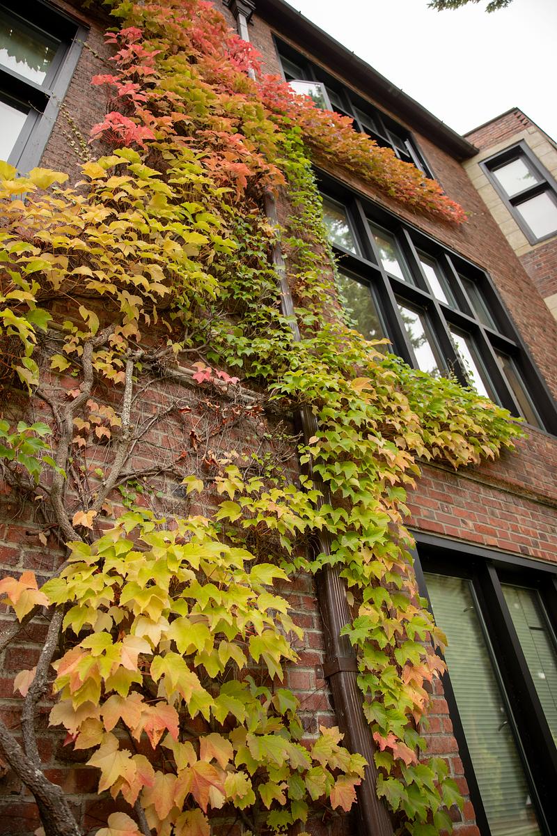 Yellow leaves hang off a branch with a red brick building in the background.
