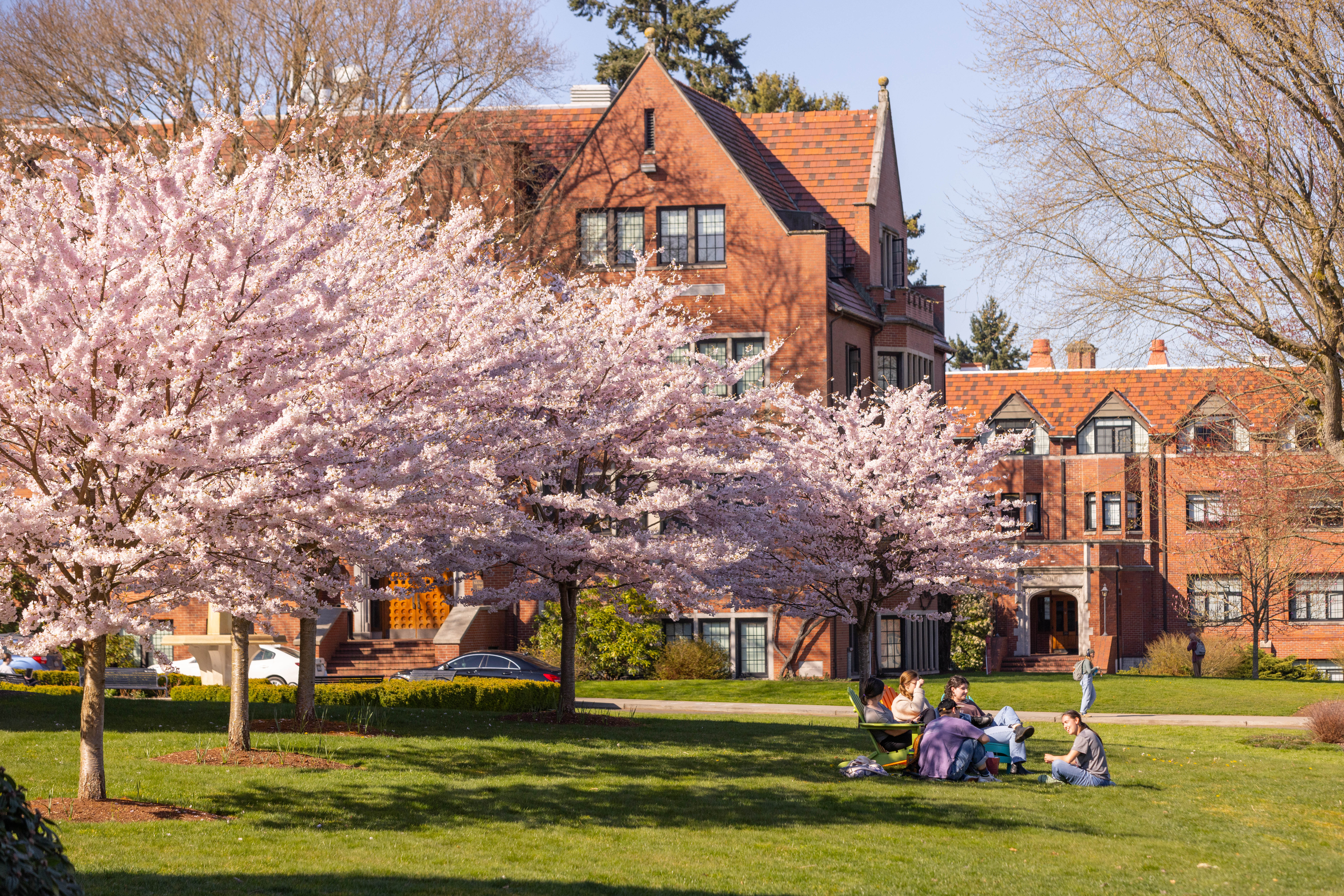 Students study under the cherry blossoms on campus.