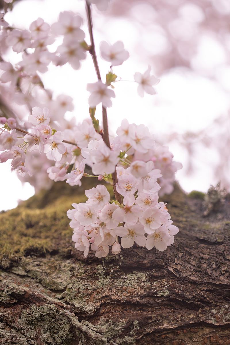 cherry blossom