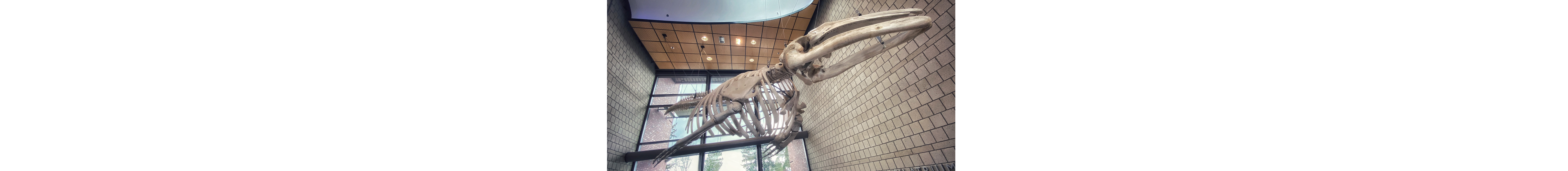 Blue whale skeleton suspended in Harned Hall
