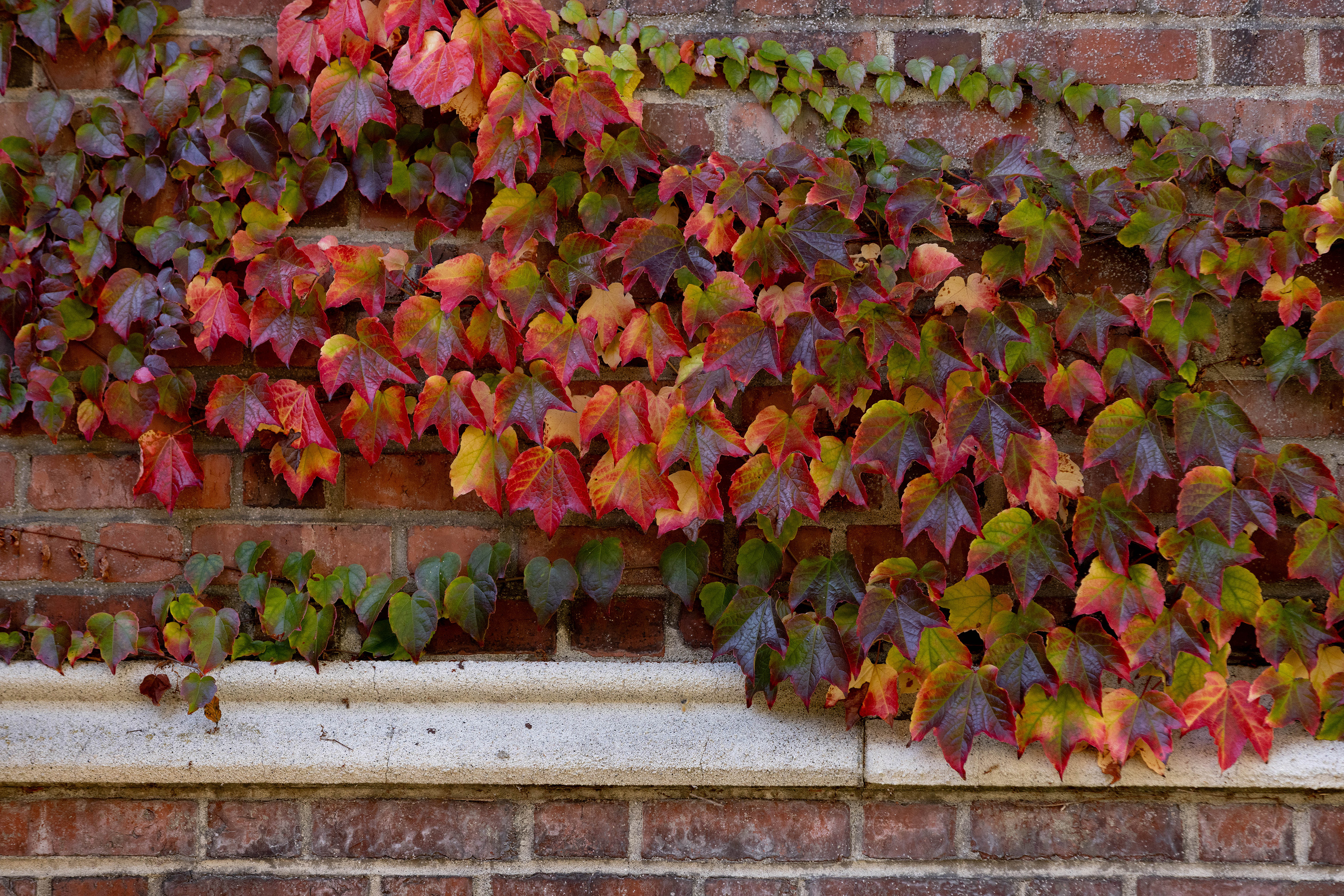Red ivy grows over brick