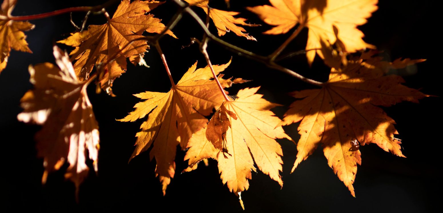 Banner image for Fall Festival of Choirs