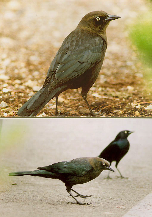 4410_blackbirds.jpg