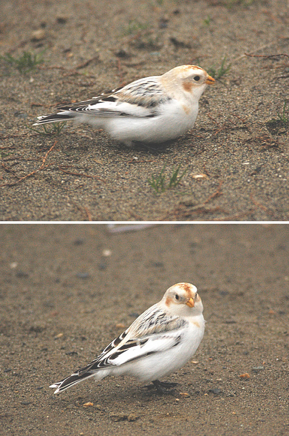 4410_snowbunting.jpg