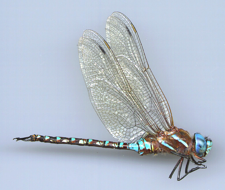 Blue-eyed Darner, Male 1 | University of Puget Sound | Fahrradhosen