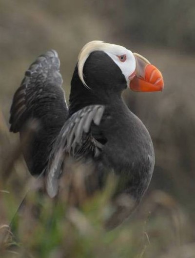 Tufted puffin  Oregon Department of Fish & Wildlife