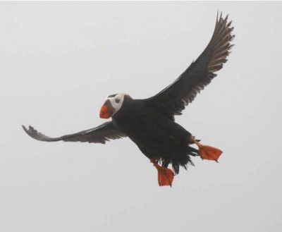 Tufted puffin  Oregon Department of Fish & Wildlife