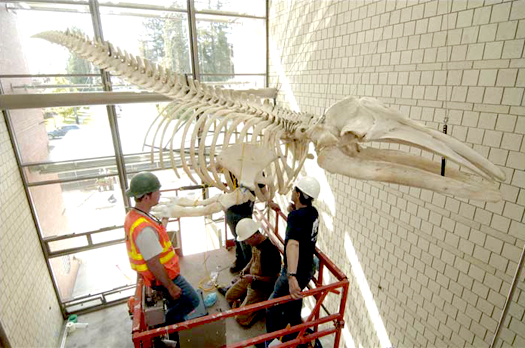 WhaleFull.jpg WhaleFull.jpg