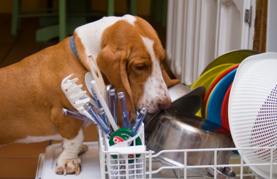 dogdishwasher-by-robert-terrell.png
