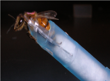 This honeybee is harnessed for study in the proboscis extens