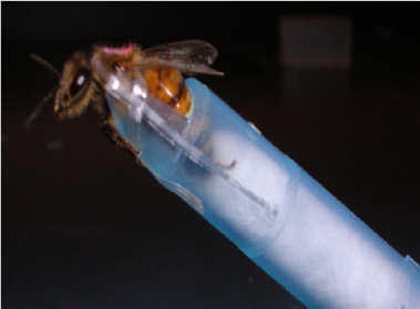 harnessed-bee_sue.png This honeybee is harnessed for study in the proboscis extens