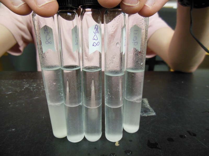 We separated female chemical cues into hydrophilic and lipop