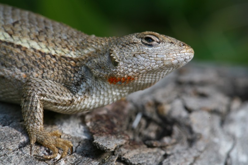 Female striped plateau lizard displaying reproductive orname