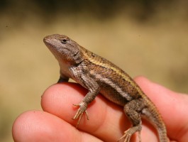 medium_lab3.jpg The Striped Plateau Lizard (Sceloporus virgatus) of Southern