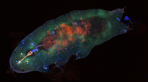 medium_lab4.png Confocal laser microscopy of Hypsibius dujardini, a species