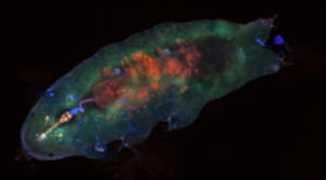 Confocal laser microscopy of Hypsibius dujardini, a species 