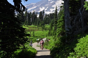 View of people hiking a lush forest trail