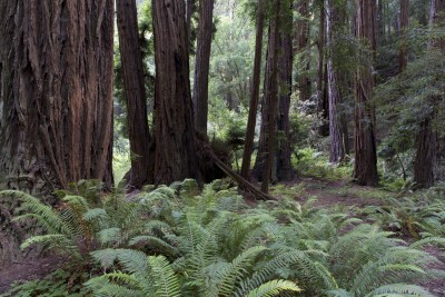 muir-woods-by-carol-highsmith-feb-17.jpg