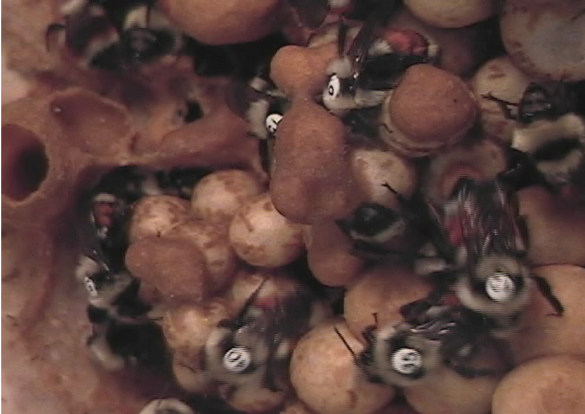 tagged-bees.png Workers in a bumblebee colony. We have tagged the back of ea