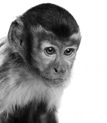 thumb-monkey-shutterstock_444373174_gs_1250.jpg