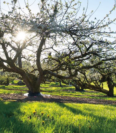 thumb-orchard-dsc_8661-2.jpg