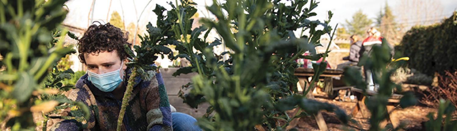 Student Chloe Bouchy ’21 tends to vegetables in the Puget Sound Garden