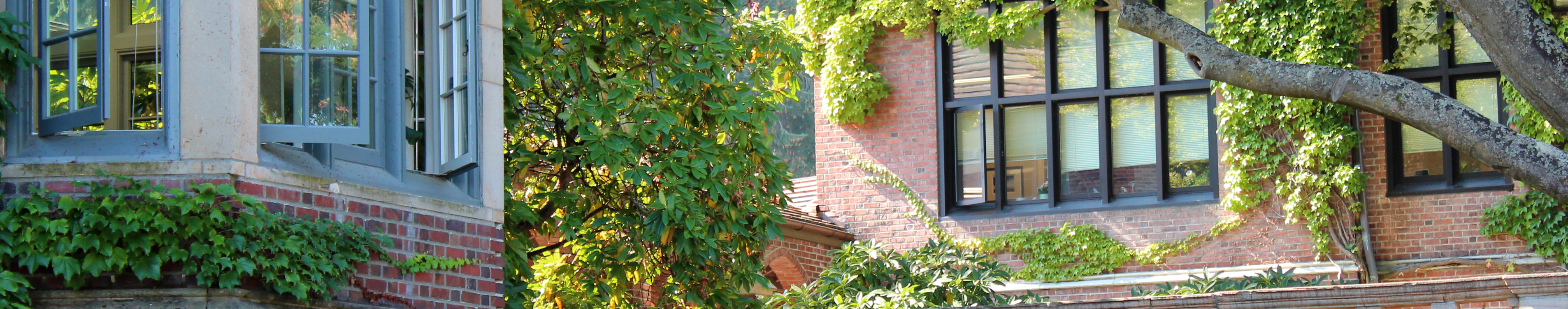 Bricks and ivy on campus buildings
