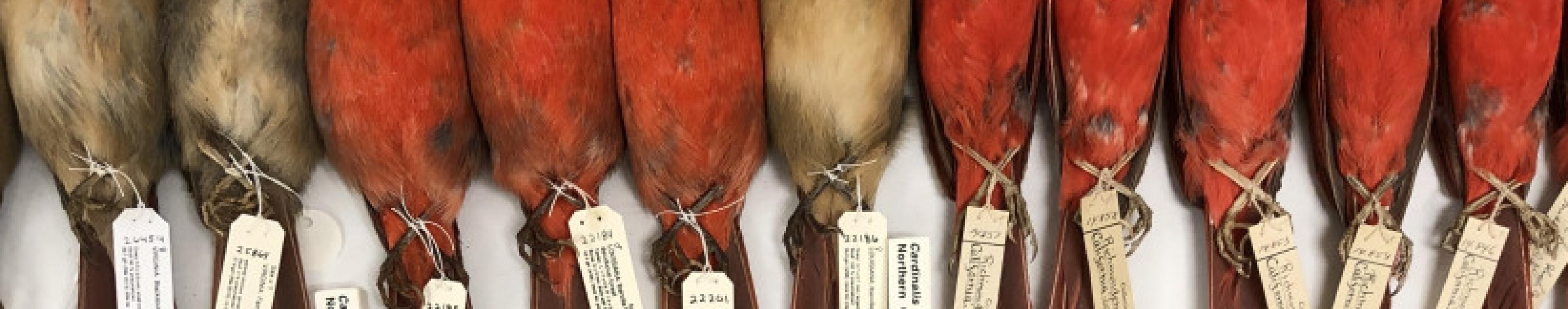 Bird specimens