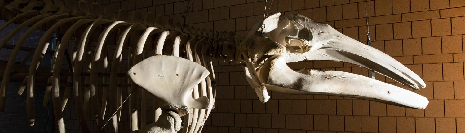 Gray whale skeleton in the Harned Hall atrium